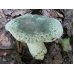 Мицелий Сыроежки зеленоватой (Russula virescens)